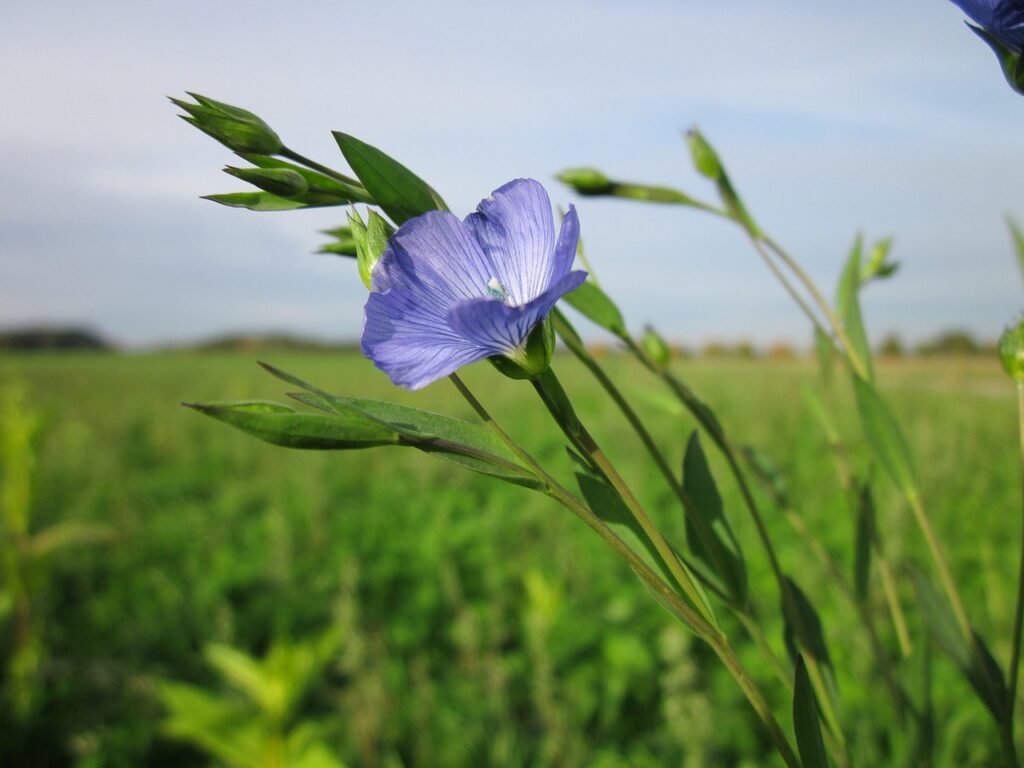 Eine Flachspflanze im Wind an der sich eine einzelne, blaue Blüte bereits voll geöffnet hat. Im direkten Hintergrund ist ein Acker oder Feld zu erkennen, weiter dahinter ein Wald.