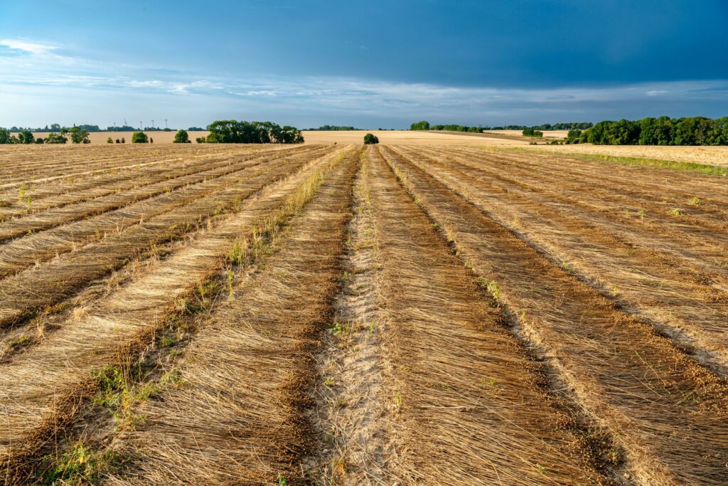 geerntete Flachsstängel liegen in Bahnen geordnet nebeneinander auf einem großen Feld, im Hintergrund sind Bäume und ein blauer Horizont abgelichtet