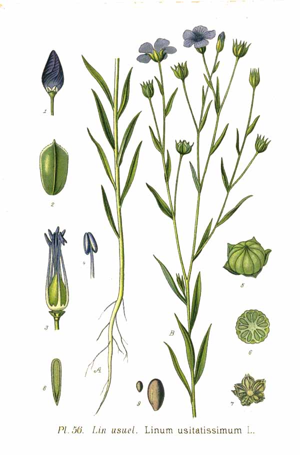 einzelne Partien wie Blüten, Knospen, Stempel, Stiele sind auf diesem Bild separat dargestellt und durch Buchstaben und Zahlen markiert